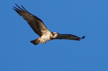 2023年11月29日(水) 大和川河口の野鳥観察記録