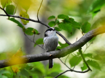 Long-tailed Tit 東京01 Sat, 10/6/2018