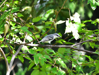 Ashy Minivet 東京01 Sat, 10/6/2018