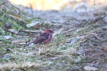 Pallas's Rosefinch 兵庫県神戸市 Wed, 11/29/2023