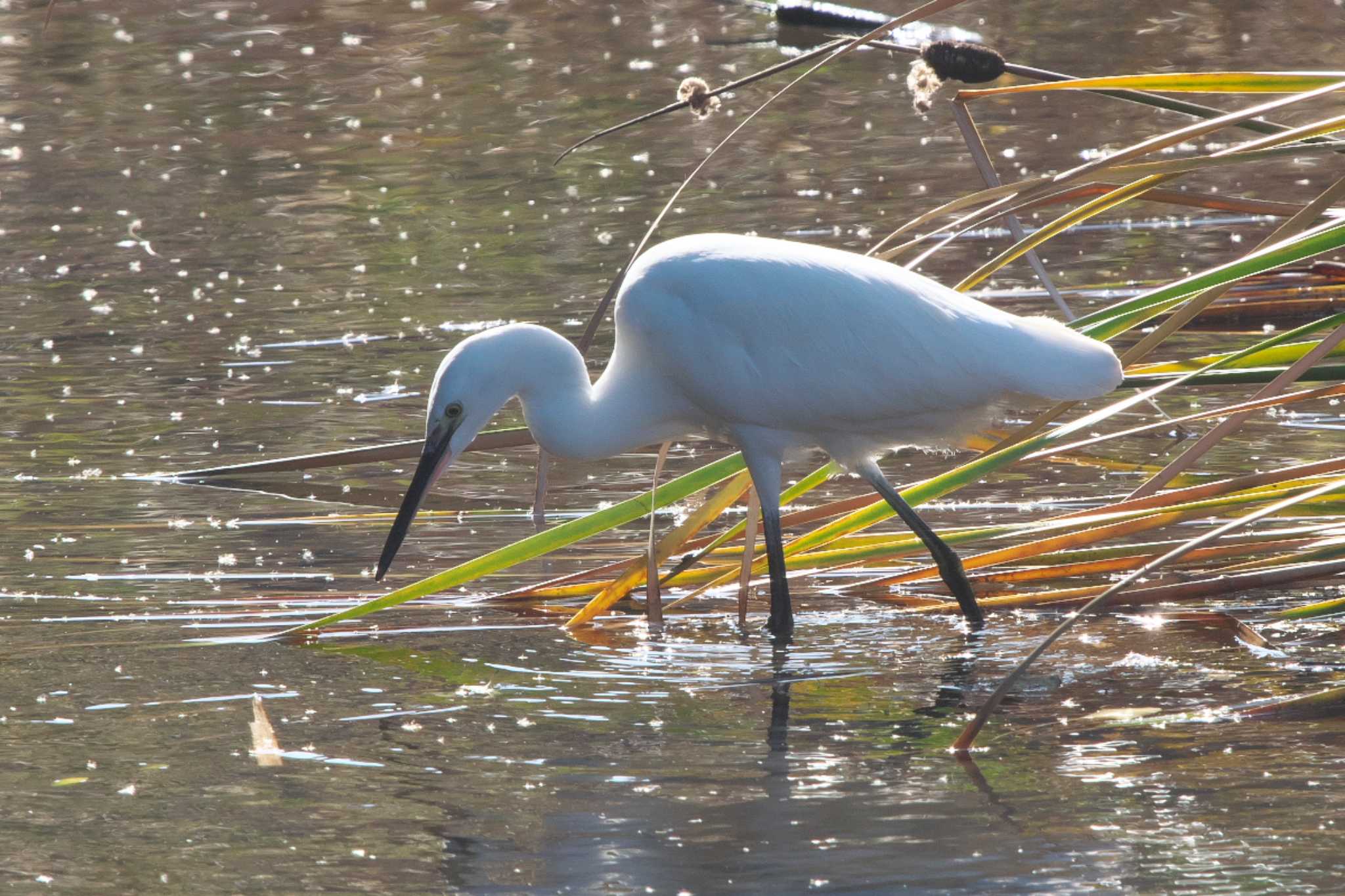 Photo of Little Egret at 池子の森自然公園 by Y. Watanabe