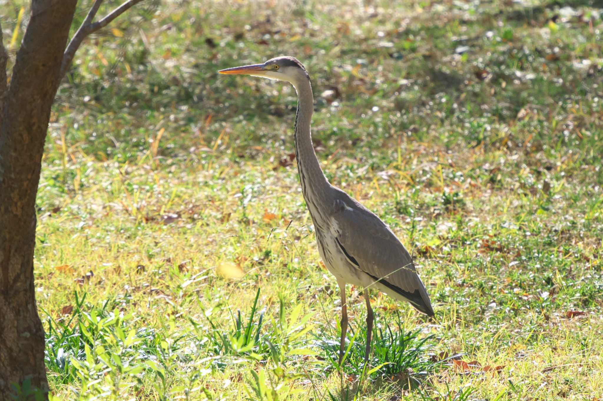 Grey Heron