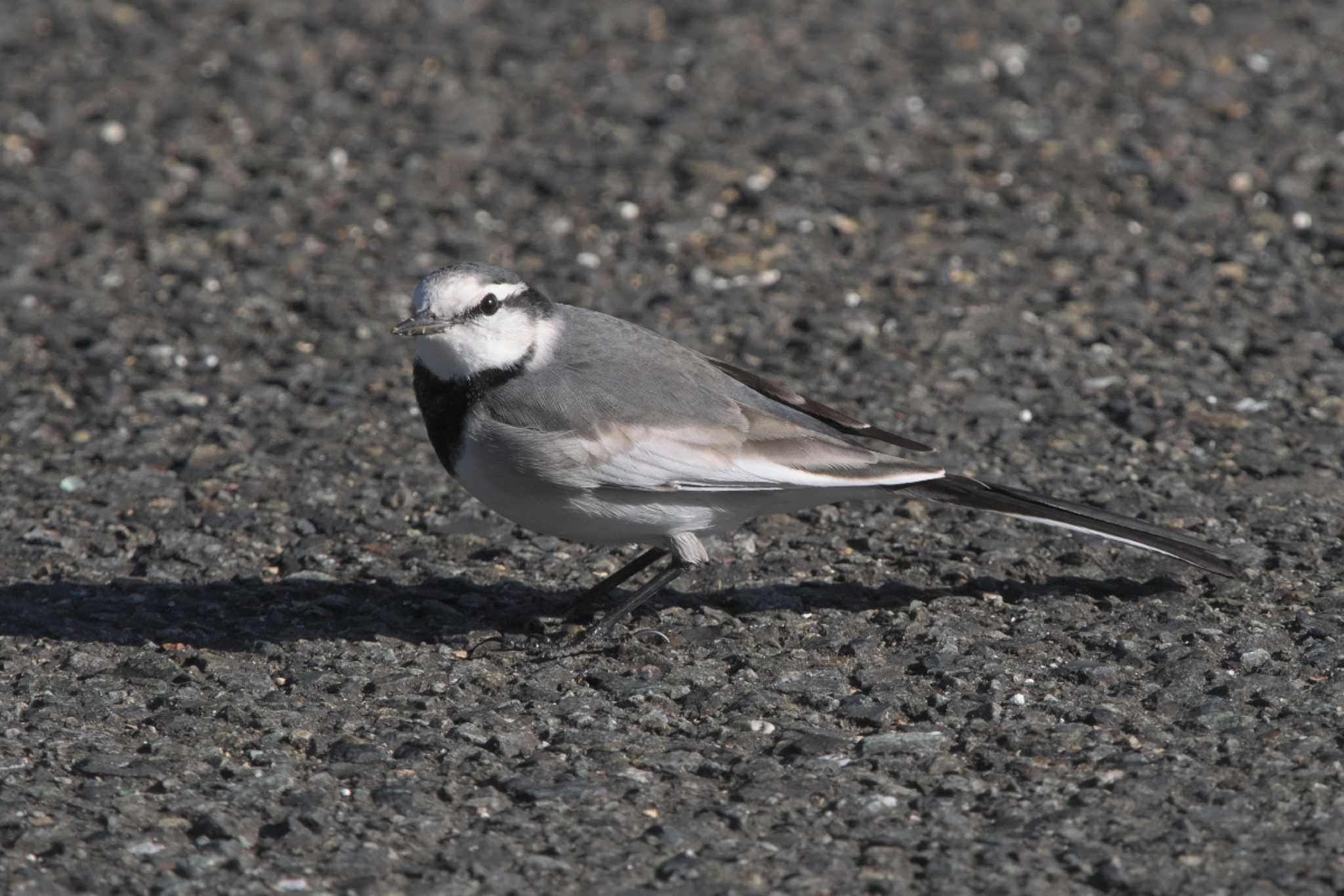 White Wagtail