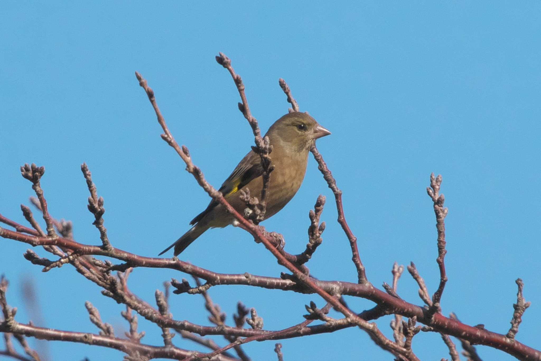 Grey-capped Greenfinch