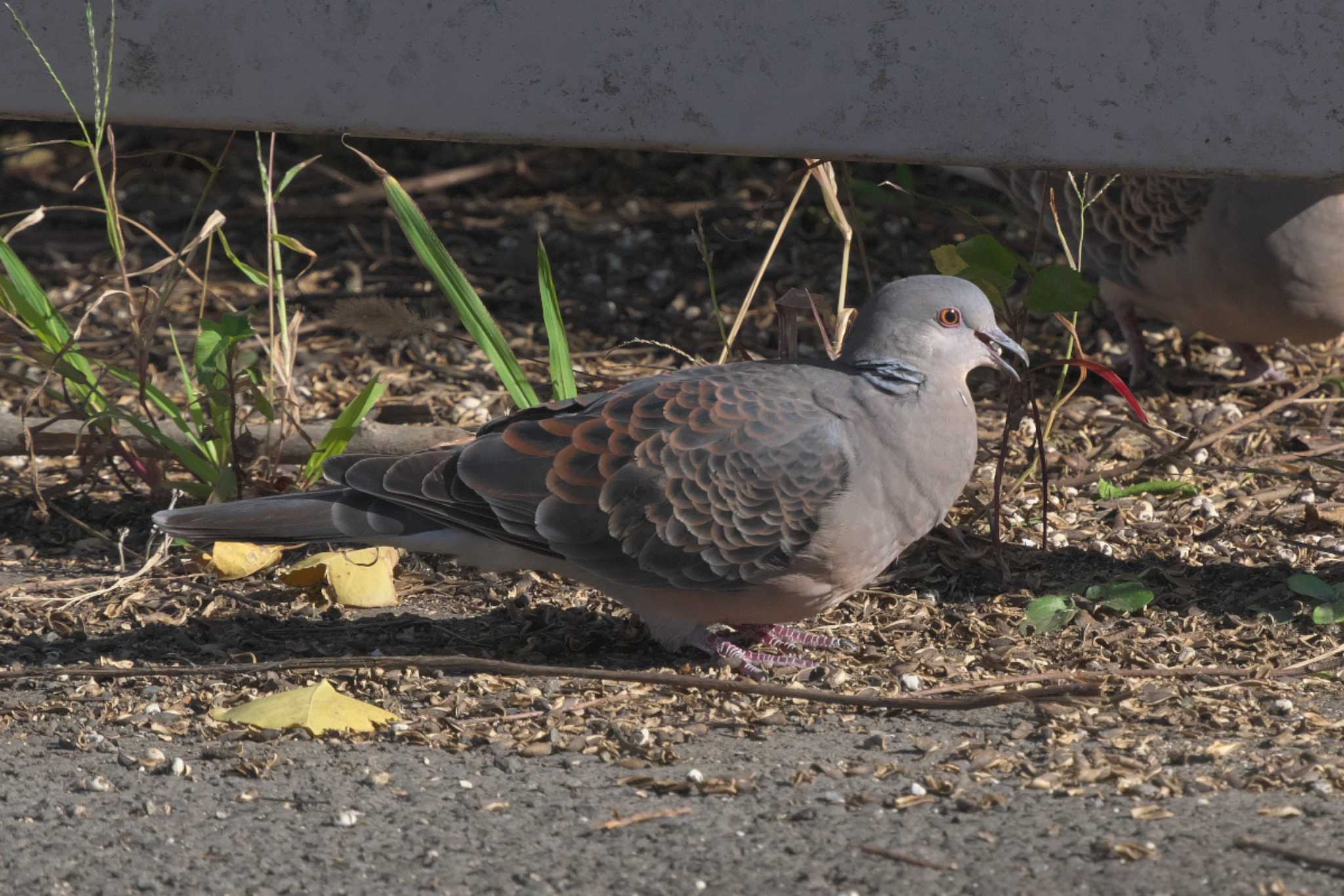 Oriental Turtle Dove