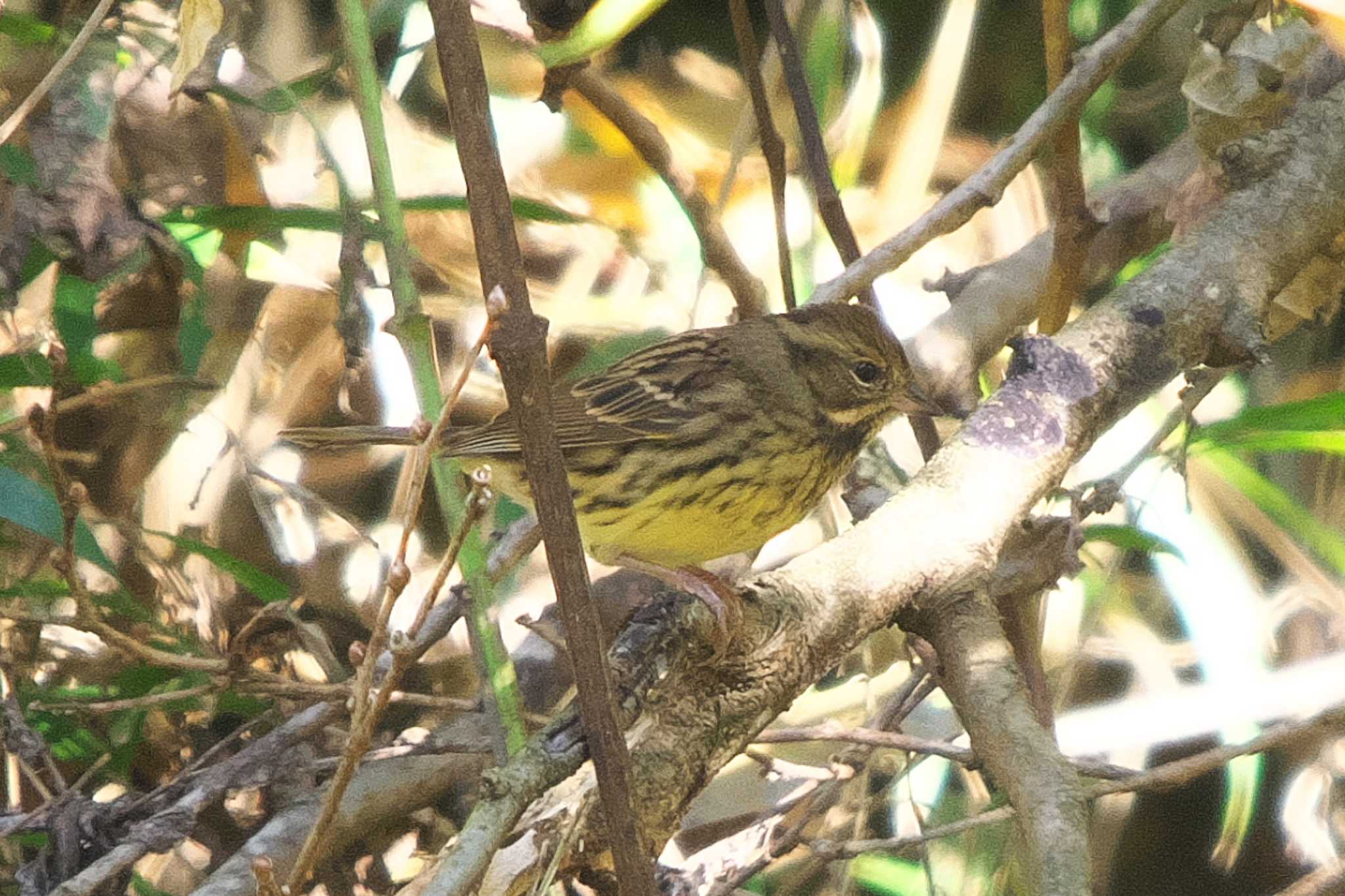 Masked Bunting