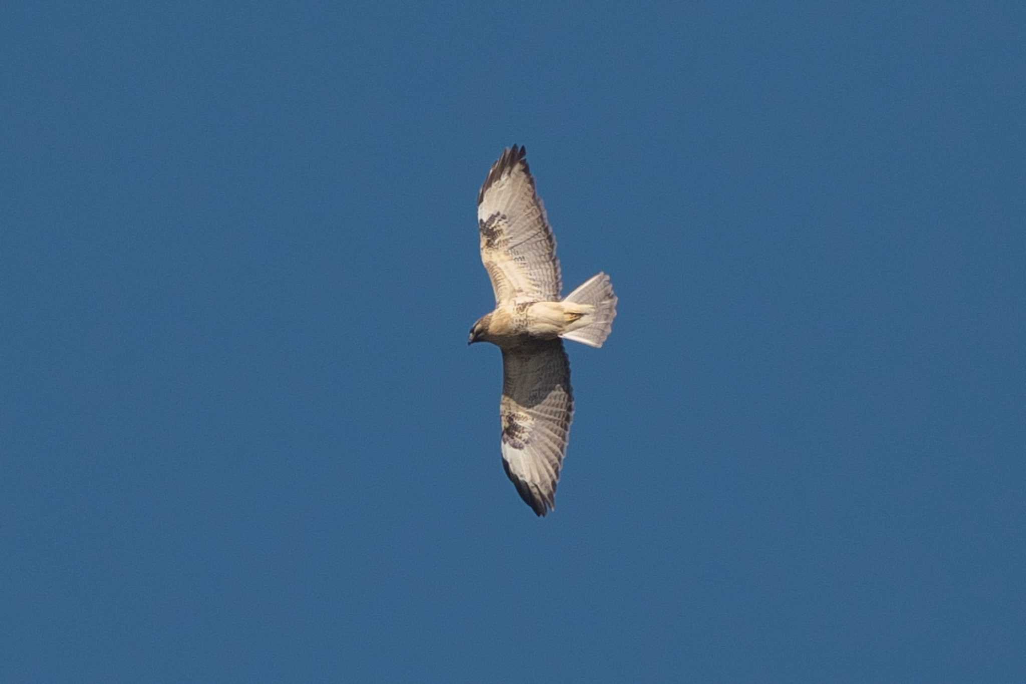 Eastern Buzzard