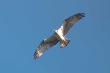 2023年11月29日(水) 池子の森自然公園の野鳥観察記録