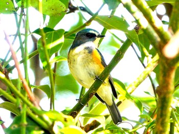 Red-flanked Bluetail 稲佐山公園 Wed, 11/29/2023