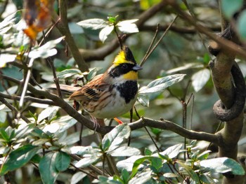 Yellow-throated Bunting 稲佐山公園 Wed, 11/29/2023