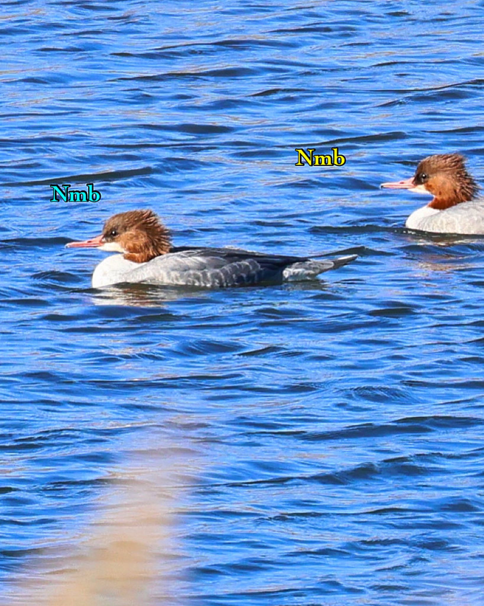 Photo of Common Merganser at  by soul.number.358