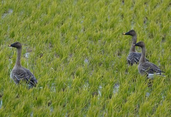 Taiga Bean Goose 宍道湖 Fri, 11/24/2023