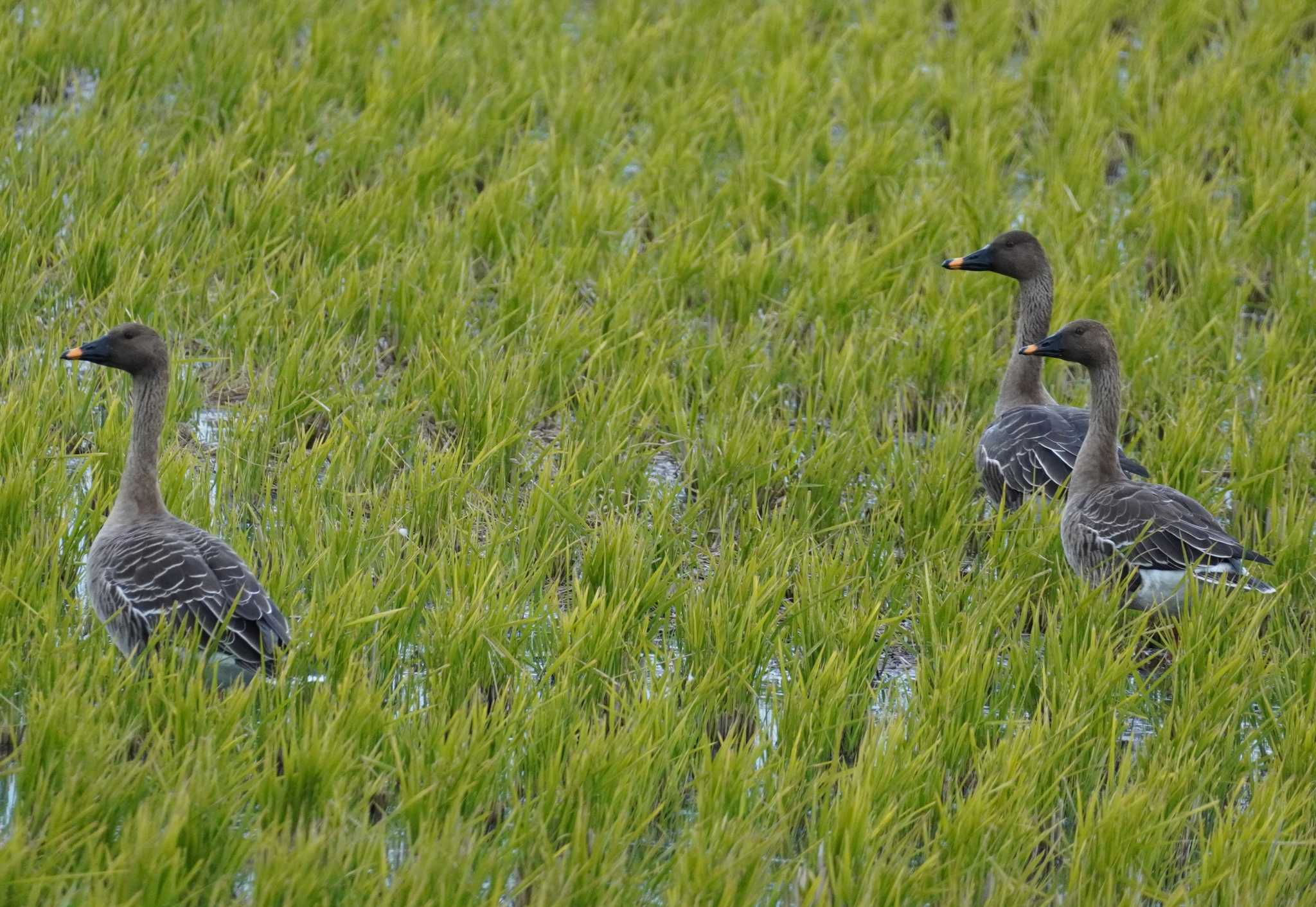 Taiga Bean Goose