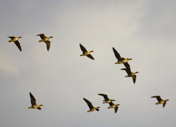 Greater White-fronted Goose 宍道湖 Fri, 11/24/2023