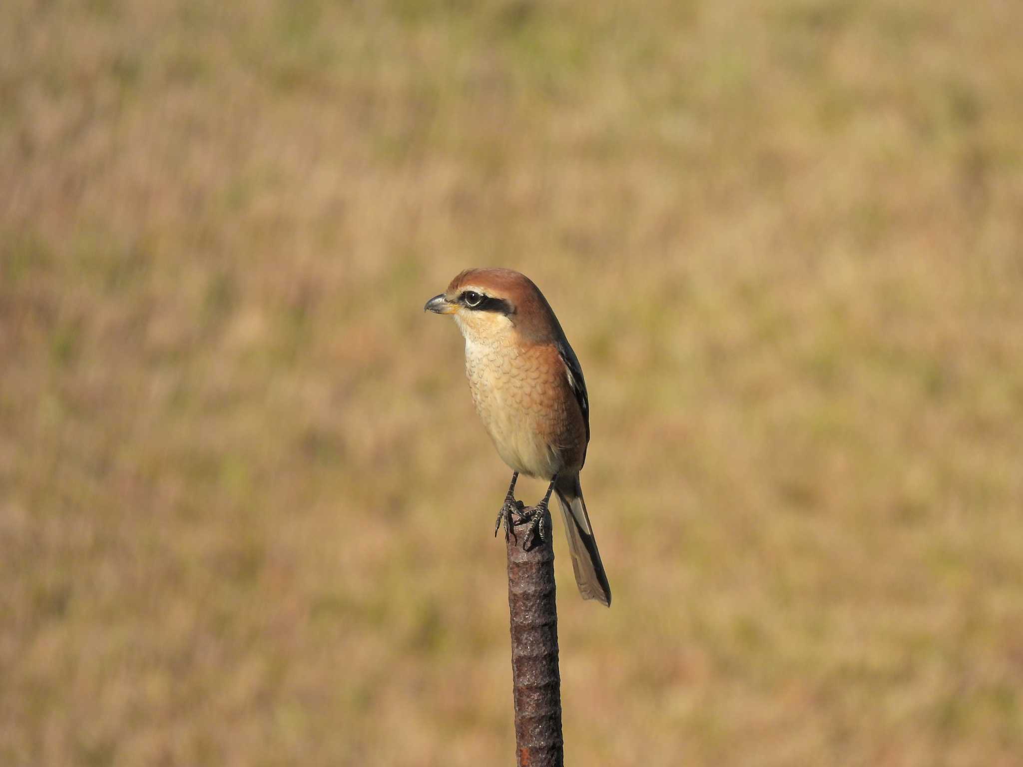 Bull-headed Shrike