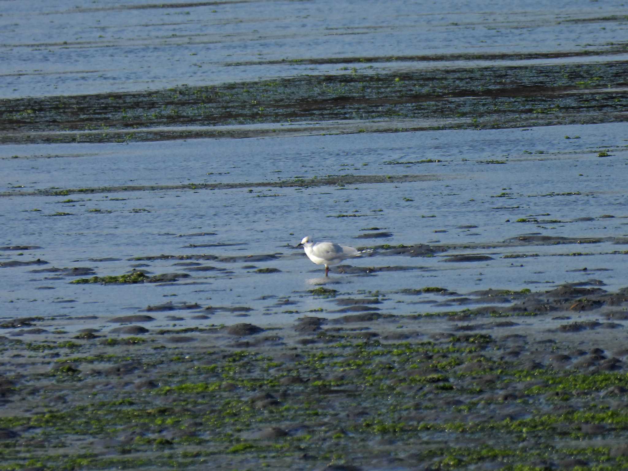 Saunders's Gull