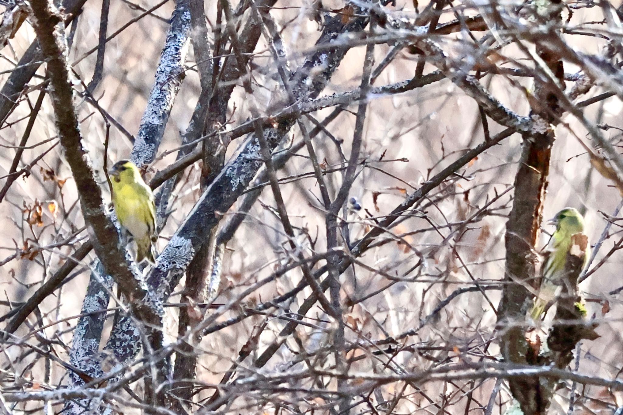 Eurasian Siskin