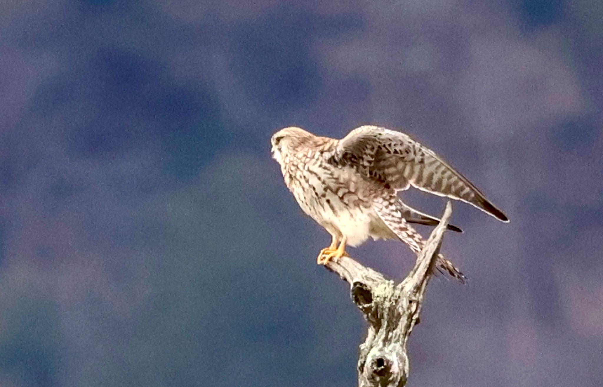 Common Kestrel