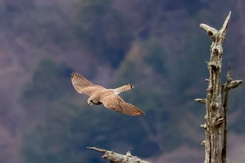 2023年11月23日(木) 戦場ヶ原の野鳥観察記録