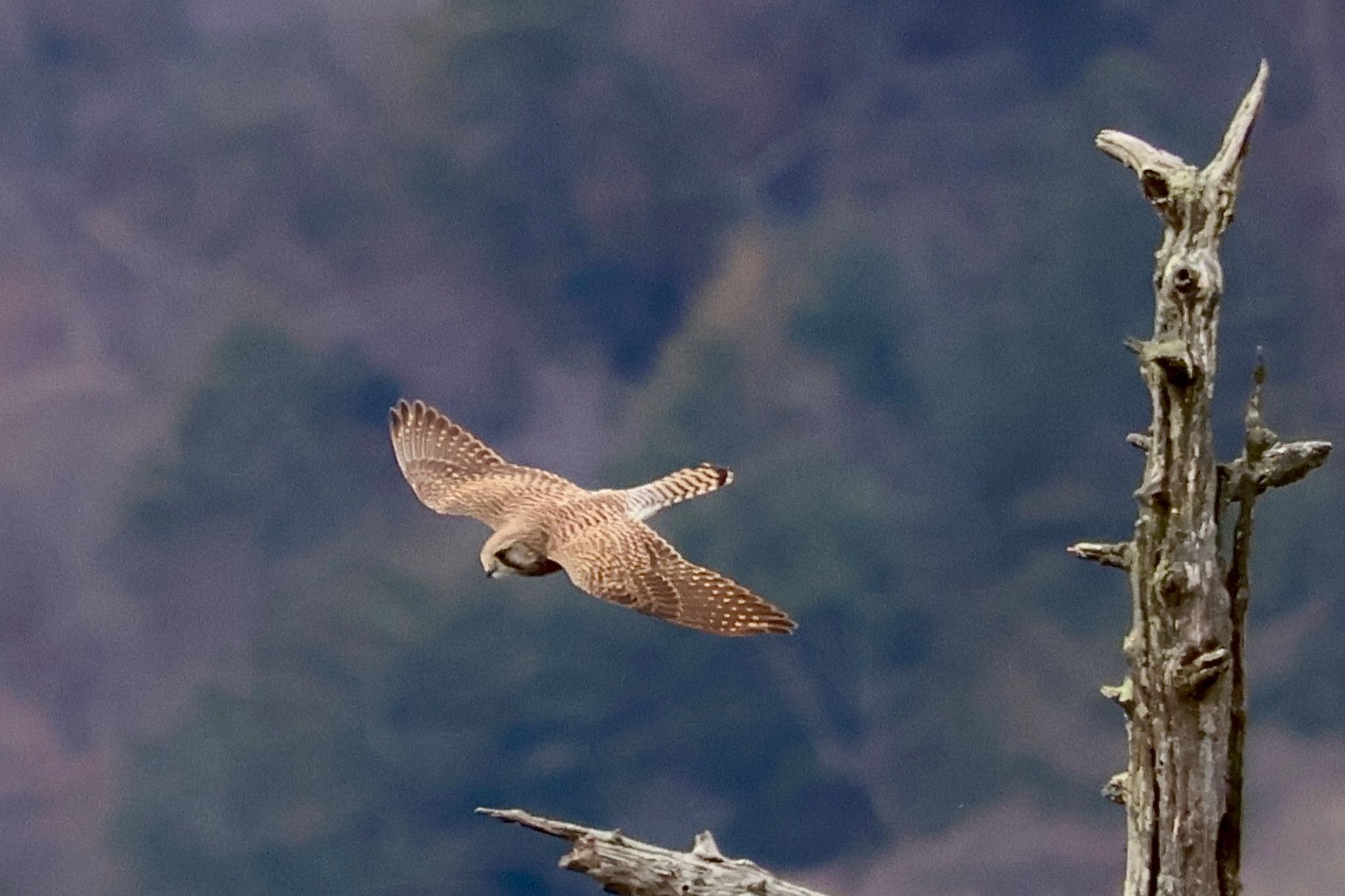 Common Kestrel