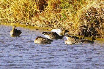 Taiga Bean Goose Kabukuri Pond Sat, 11/25/2023