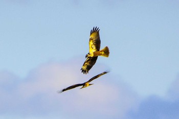 Eastern Marsh Harrier Kabukuri Pond Sat, 11/25/2023