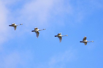 Whooper Swan Kabukuri Pond Sat, 11/25/2023