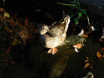 ハシビロガモ 平和の森公園、妙正寺川 2023年11月29日(水)