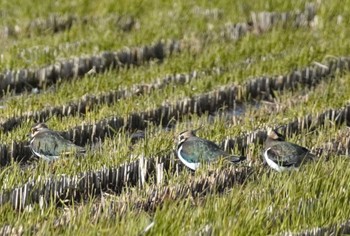 Northern Lapwing 宍道湖 Fri, 11/24/2023