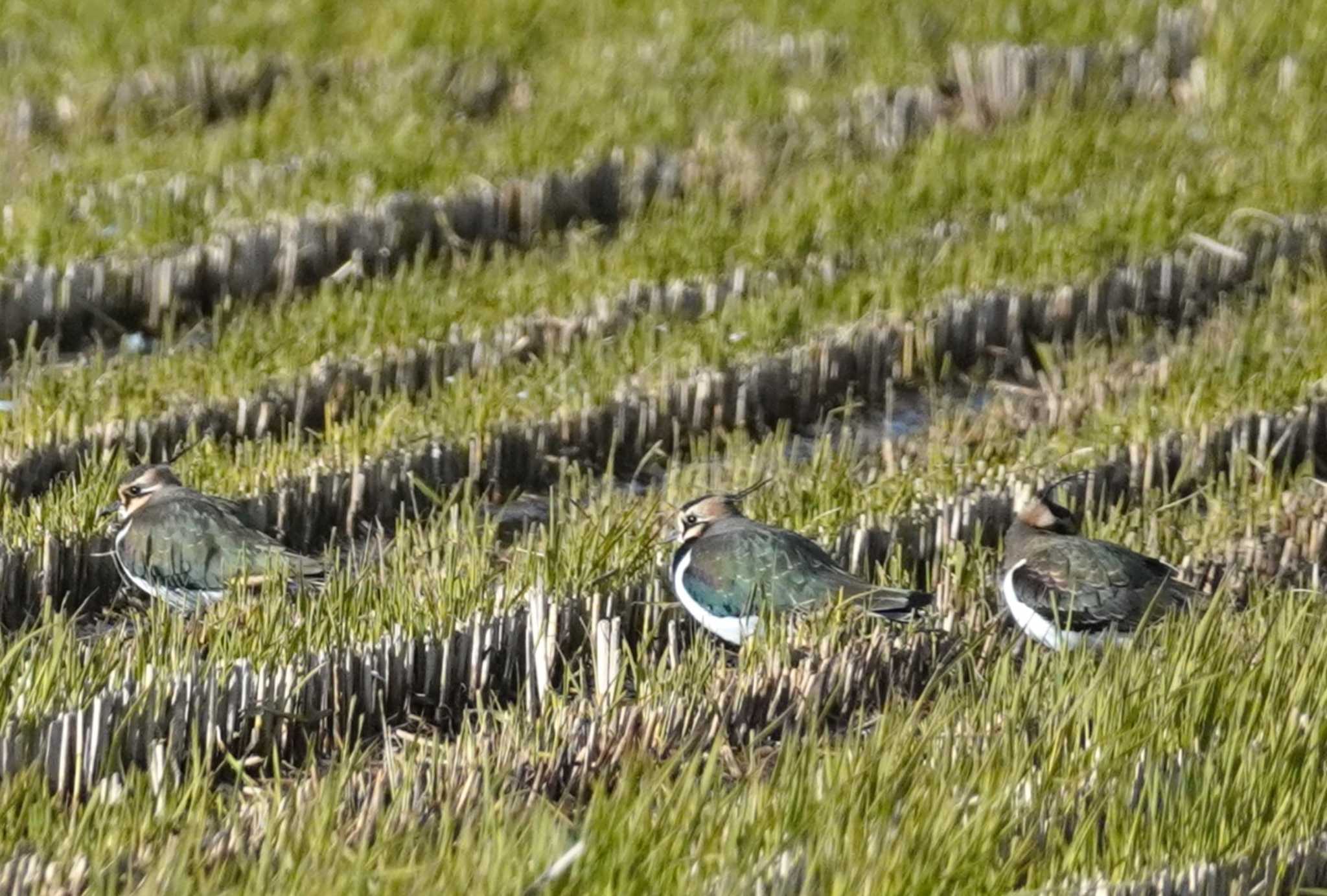 Northern Lapwing