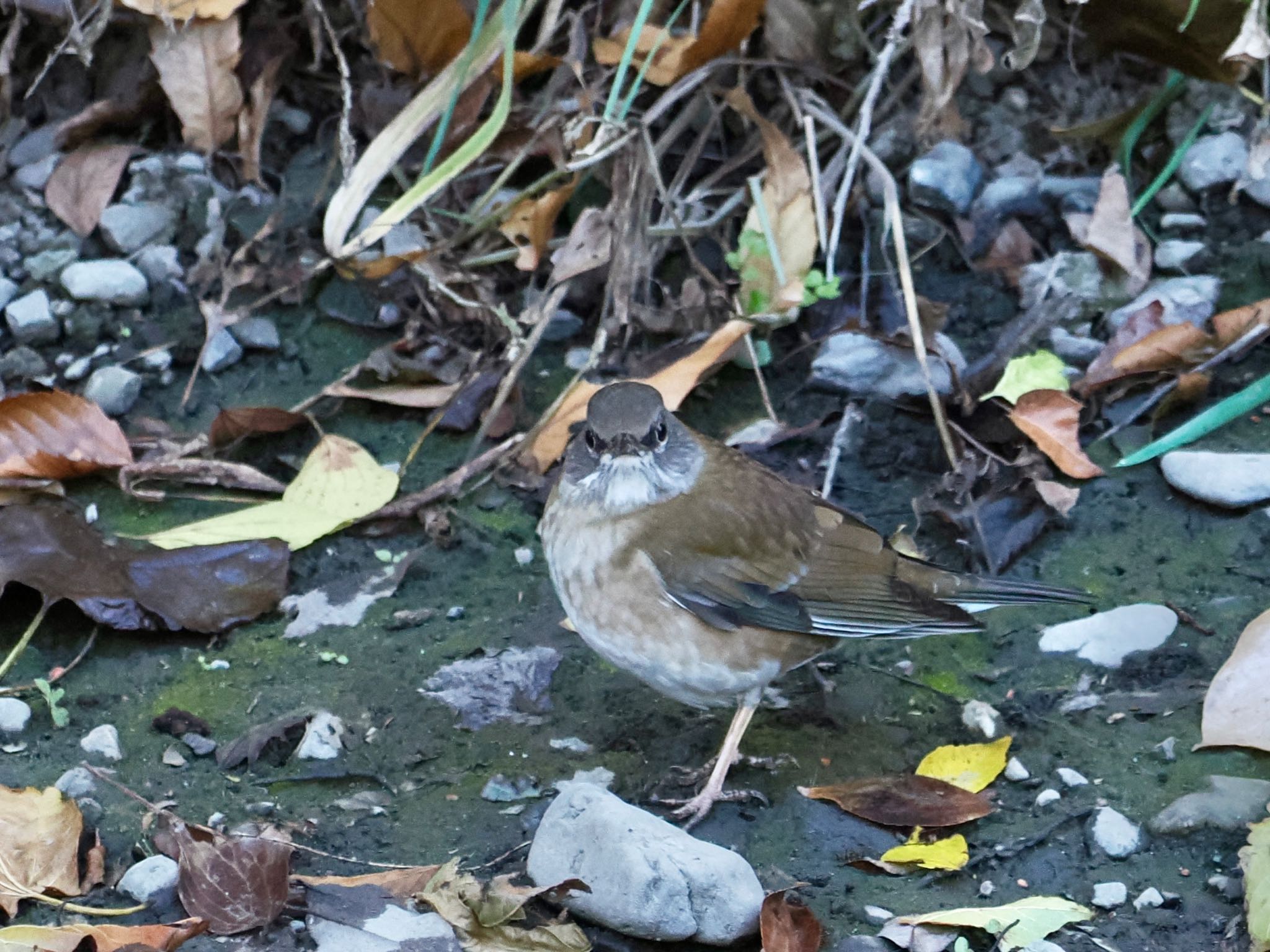 Pale Thrush