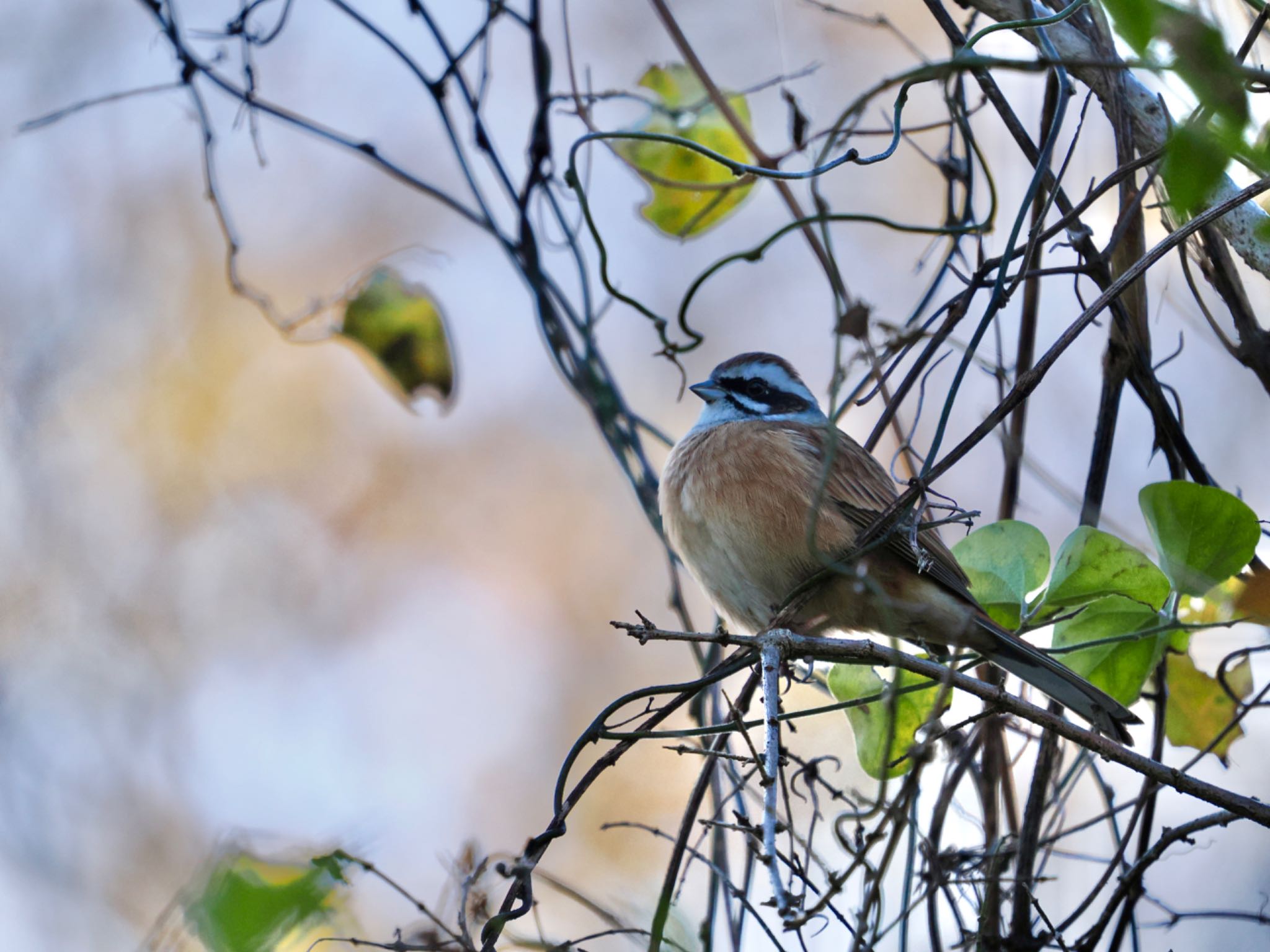 Meadow Bunting