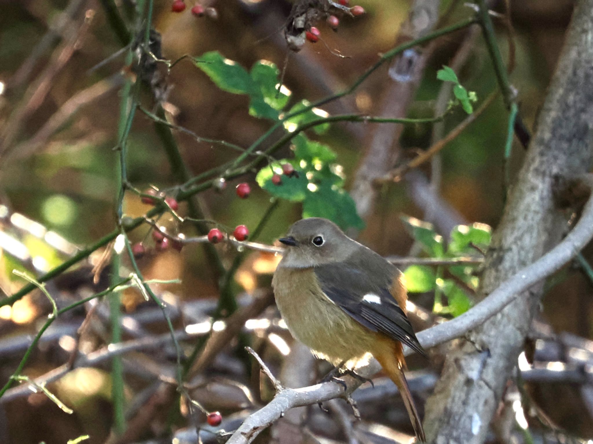 Daurian Redstart