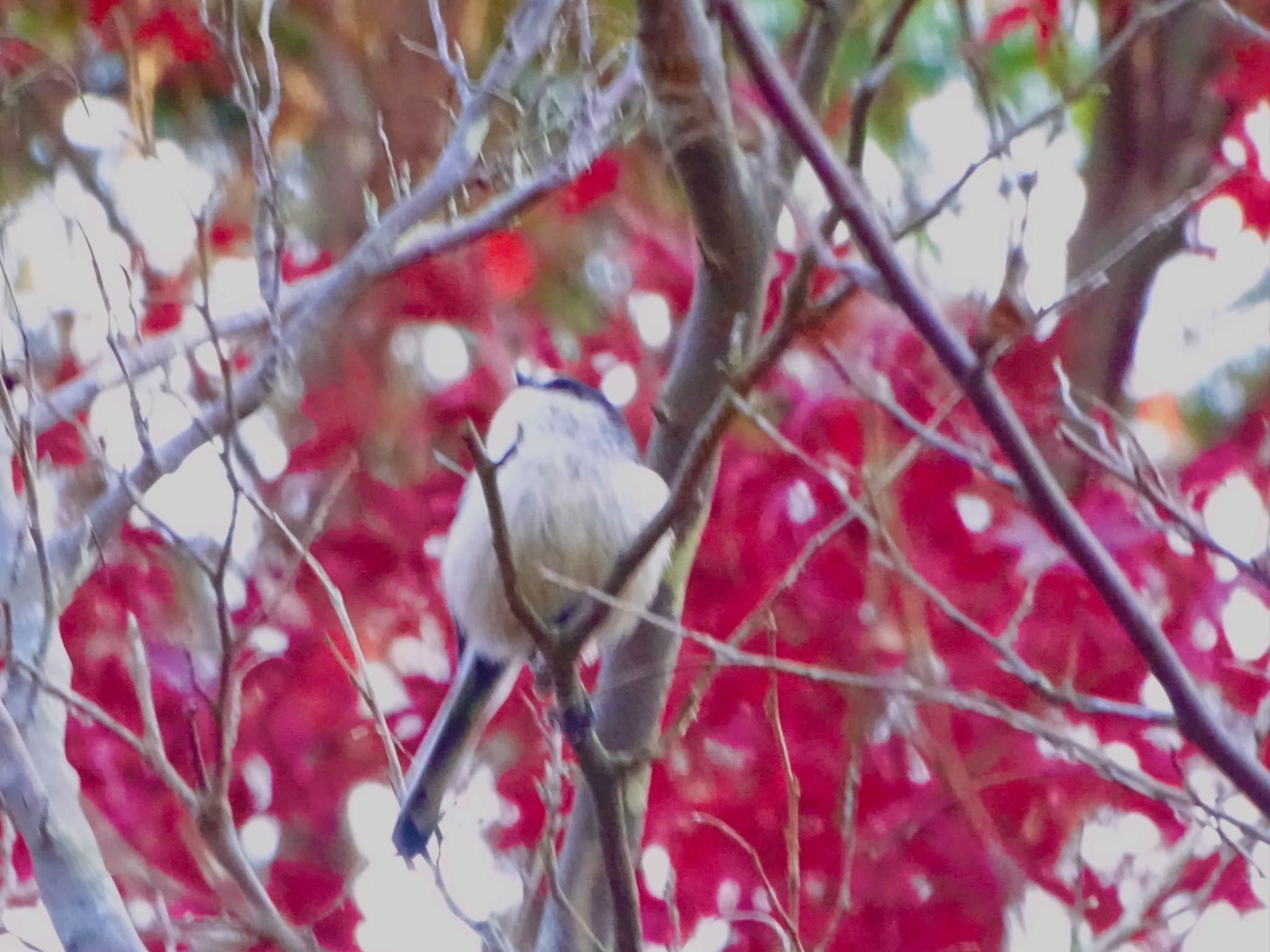 舞岡公園 エナガの写真