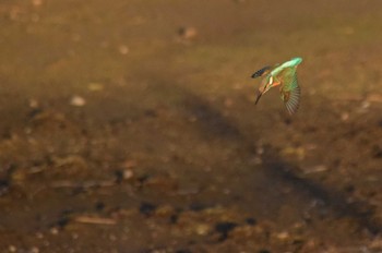 カワセミ 伊佐沼 2022年12月26日(月)