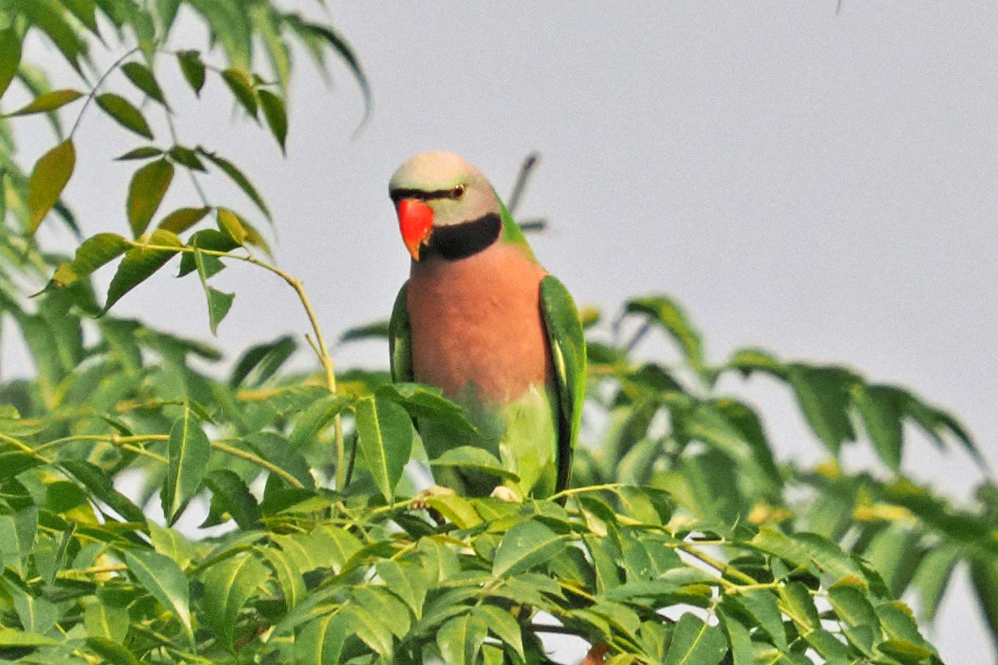 ネパール ダルマインコの写真