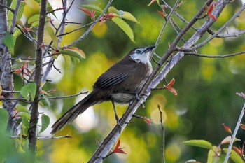 Spiny Babbler