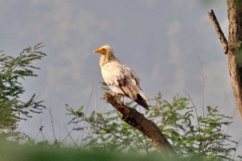 Egyptian Vulture ネパール Thu, 11/23/2023