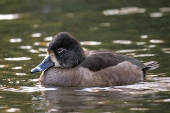 クビワキンクロ こども自然公園 (大池公園/横浜市) 2023年11月27日(月)