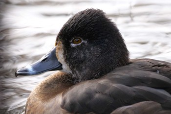 クビワキンクロ こども自然公園 (大池公園/横浜市) 2023年11月27日(月)