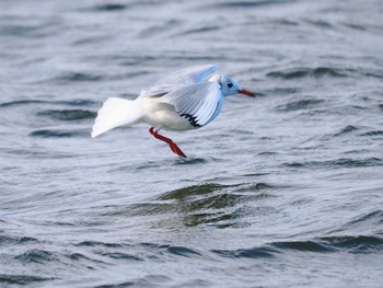 Black-headed Gull 彩湖・道満グリーンパーク Sat, 11/25/2023