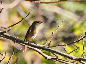 Daurian Redstart 秋葉の森総合公園 Wed, 11/29/2023