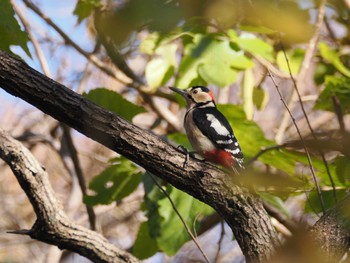 Great Spotted Woodpecker 秋葉の森総合公園 Wed, 11/29/2023