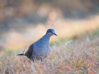 Oriental Turtle Dove 彩湖・道満グリーンパーク Sat, 11/25/2023