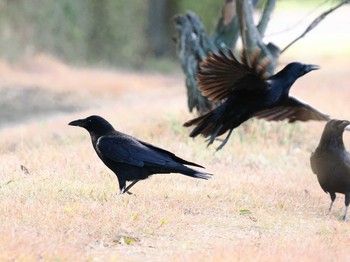 Large-billed Crow 彩湖・道満グリーンパーク Sat, 11/25/2023