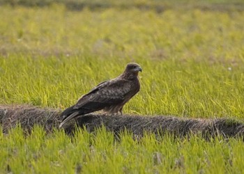 Black Kite 宍道湖 Fri, 11/24/2023