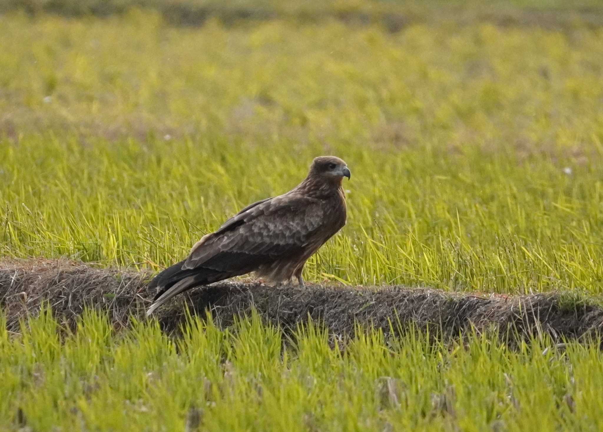 Black Kite