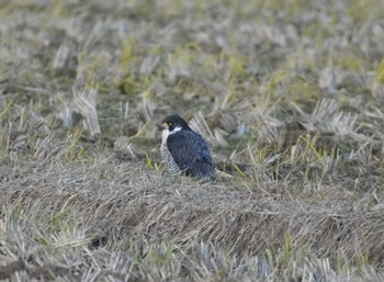 Peregrine Falcon 宍道湖 Fri, 11/24/2023