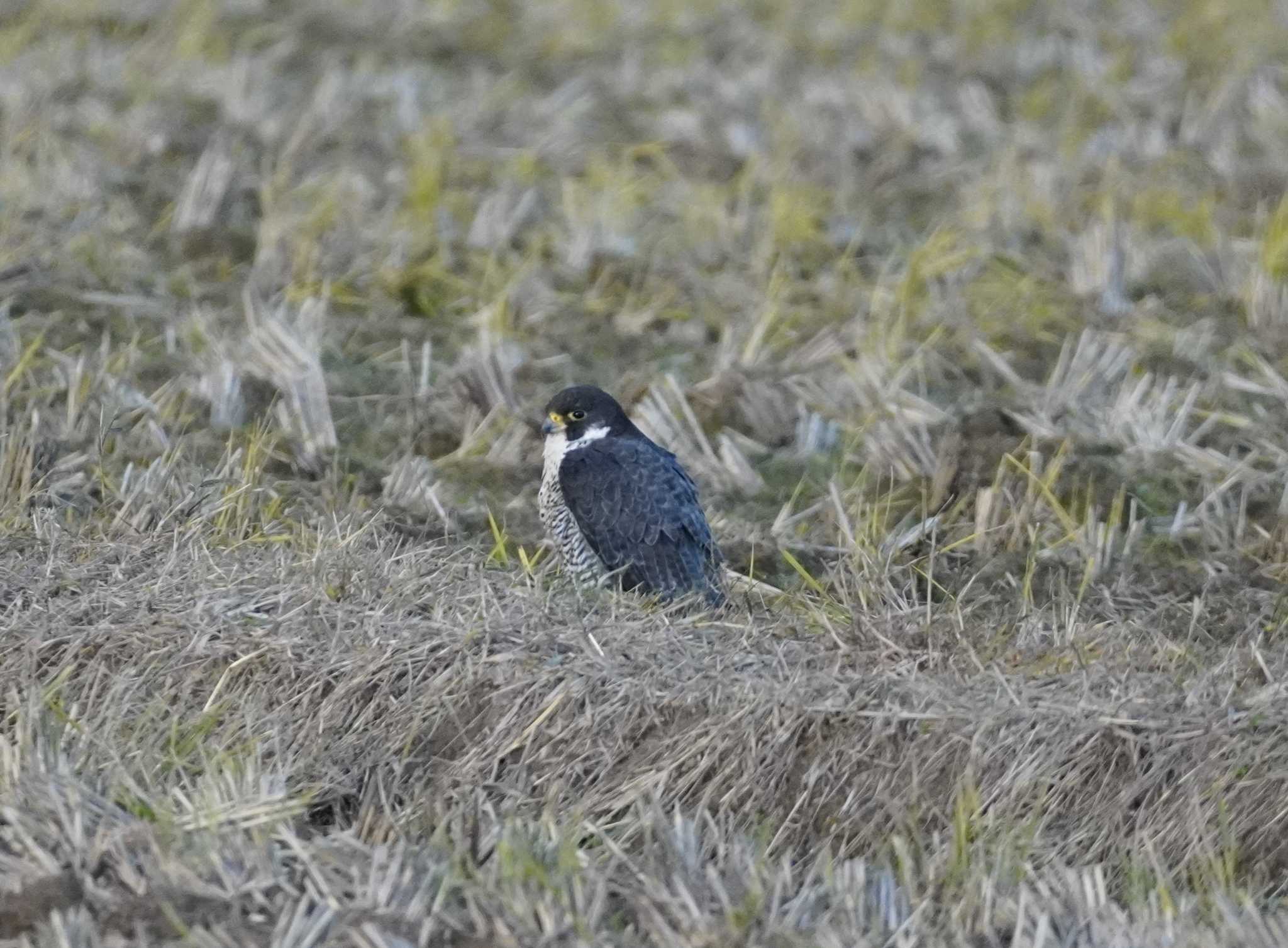 Peregrine Falcon