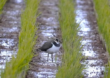 Northern Lapwing 宍道湖 Fri, 11/24/2023